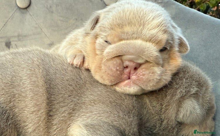 English Bulldog dogs - Advert 4