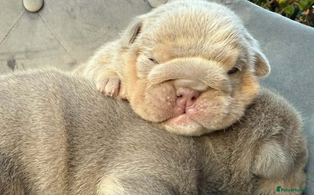 English Bulldog dogs for sale: KC Quality English Bulldogs  - Image 1