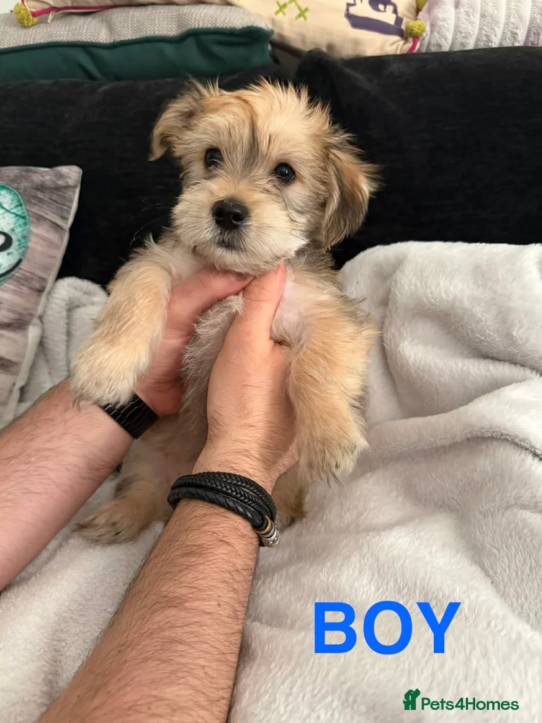 Morkie dogs for sale: Morkies in Liverpool - Advert 1