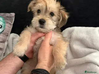 Morkie dogs Morkies - Advert 1