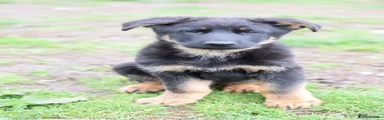 German Shepherd Puppy 5