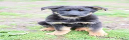 German Shepherd dogs for sale: Shorthaired German Shepherd  - Advert 8