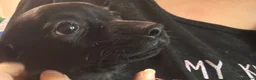 Mixed Breed dogs for sale: 5 boys 1 girl ready to leave now - Advert 11