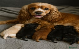 Cockapoo dogs for sale: Unique F1 Cockapoo Puppies Expected - Image 4