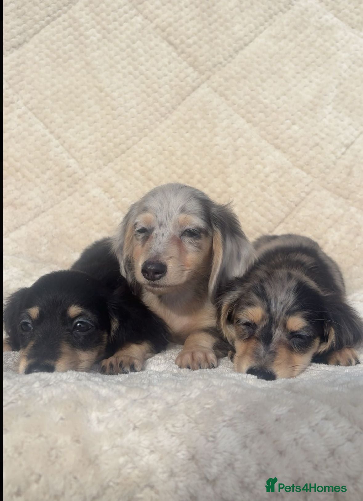 Miniature Dachshund dogs Mini long hair dachshund  - Advert 10