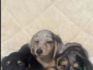 Miniature Dachshund dogs Mini long hair dachshund - Advert 10