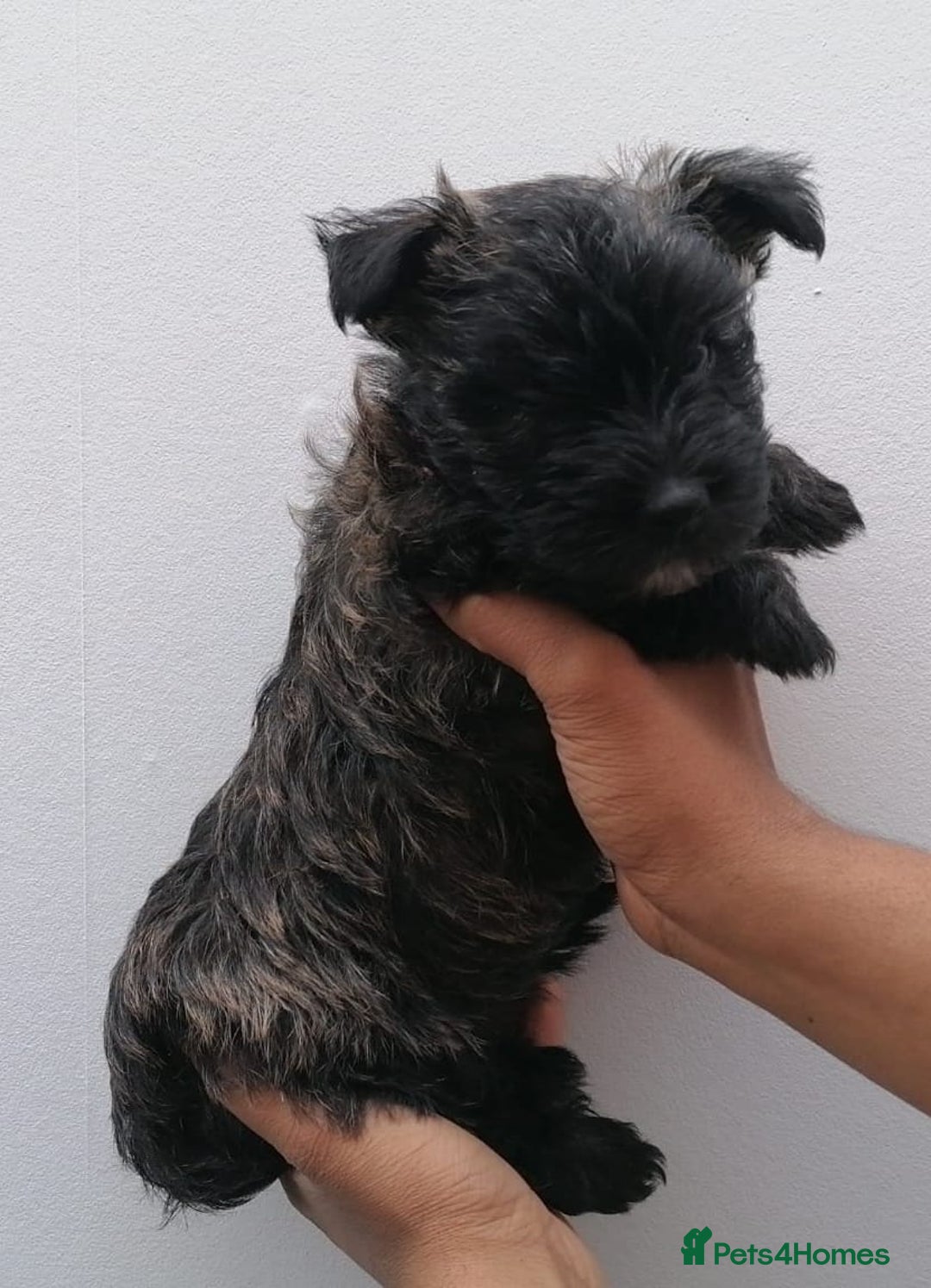West Highland Terrier dogs for sale: Wairns: Westie/Cairn Pups - Image 5