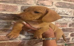 Miniature Dachshund dogs for sale: Kc reg min  Dachshund babies  - Image 14