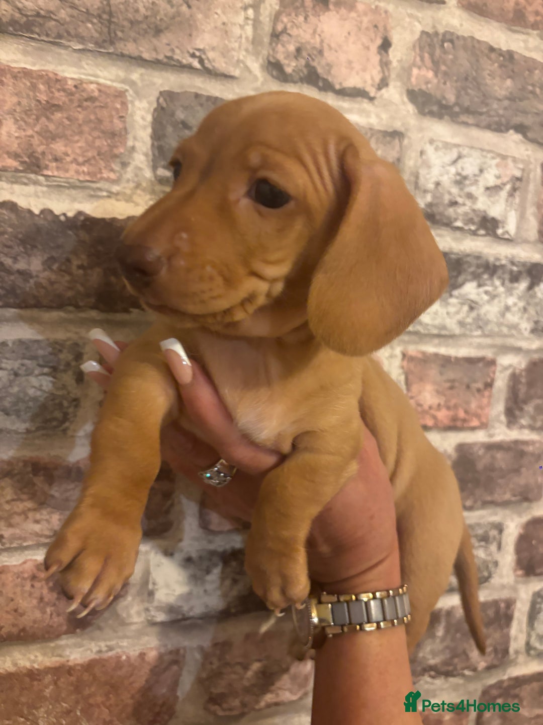 Miniature Dachshund dogs for sale: Kc reg min  Dachshund babies  - Image 14