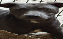 Mixed Breed dogs for sale: 6 month old blue staff - Image 1