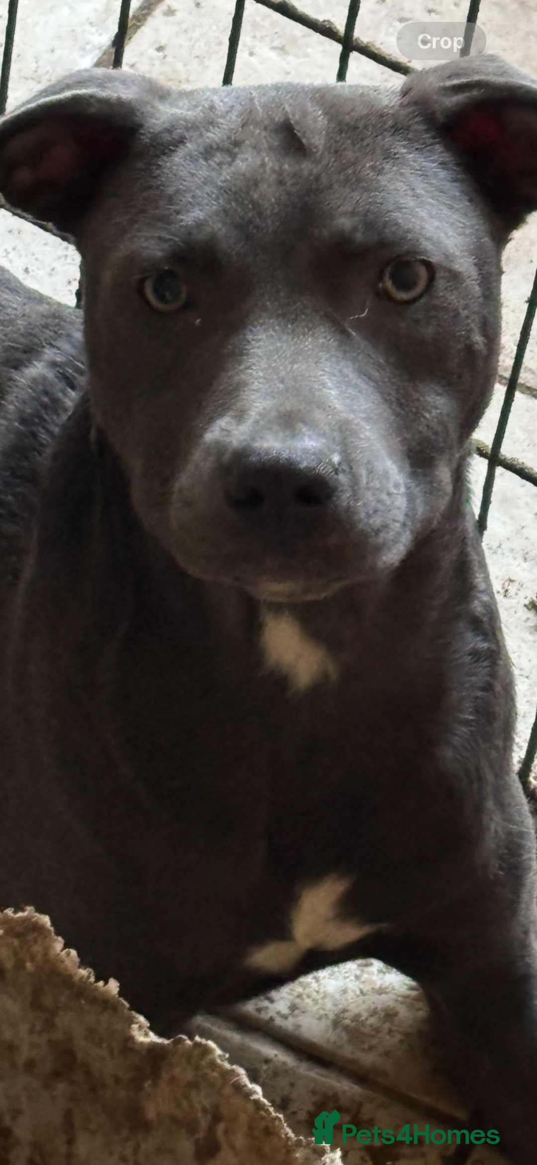 Mixed Breed dogs for sale: 6 month old blue staff - Image 1