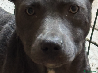 Mixed Breed dogs - Advert 32