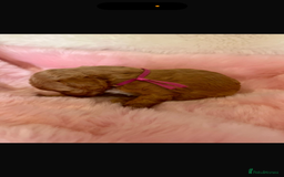 Cavapoo dogs for sale: Top quality F1b toy cavapoos  - Image 8