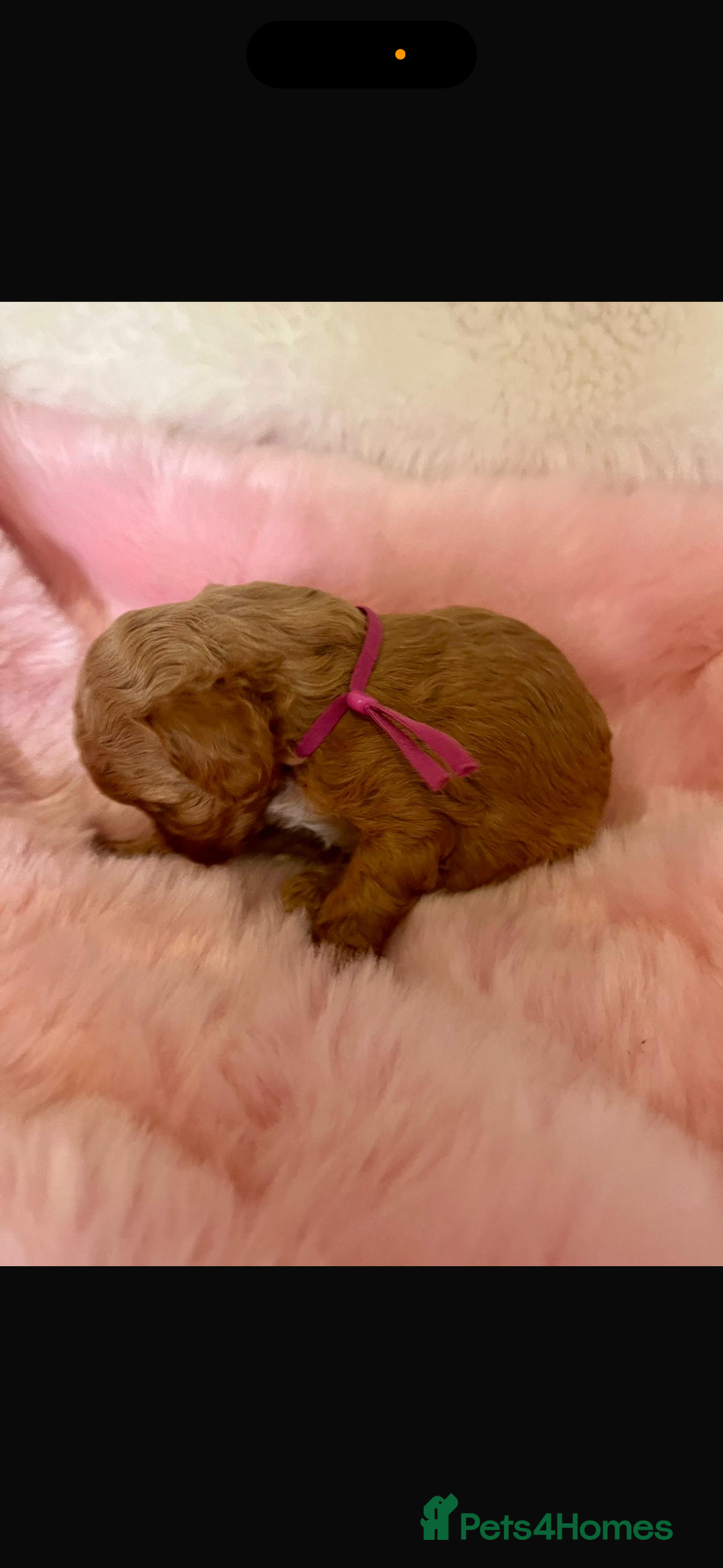 Cavapoo dogs for sale: Top quality F1b toy cavapoos  - Image 8