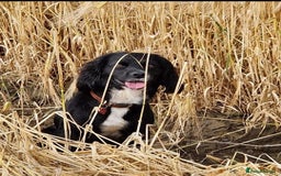 Cocker Spaniel dogs for sale: Working cocker spaniel pups - Image 24
