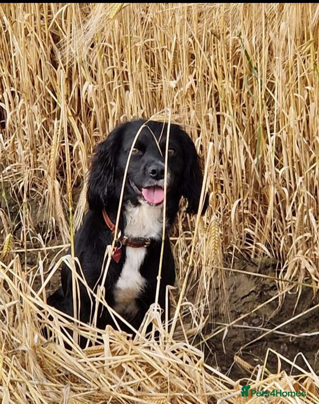 Cocker Spaniel dogs for sale: Working cocker spaniel pups - Image 24