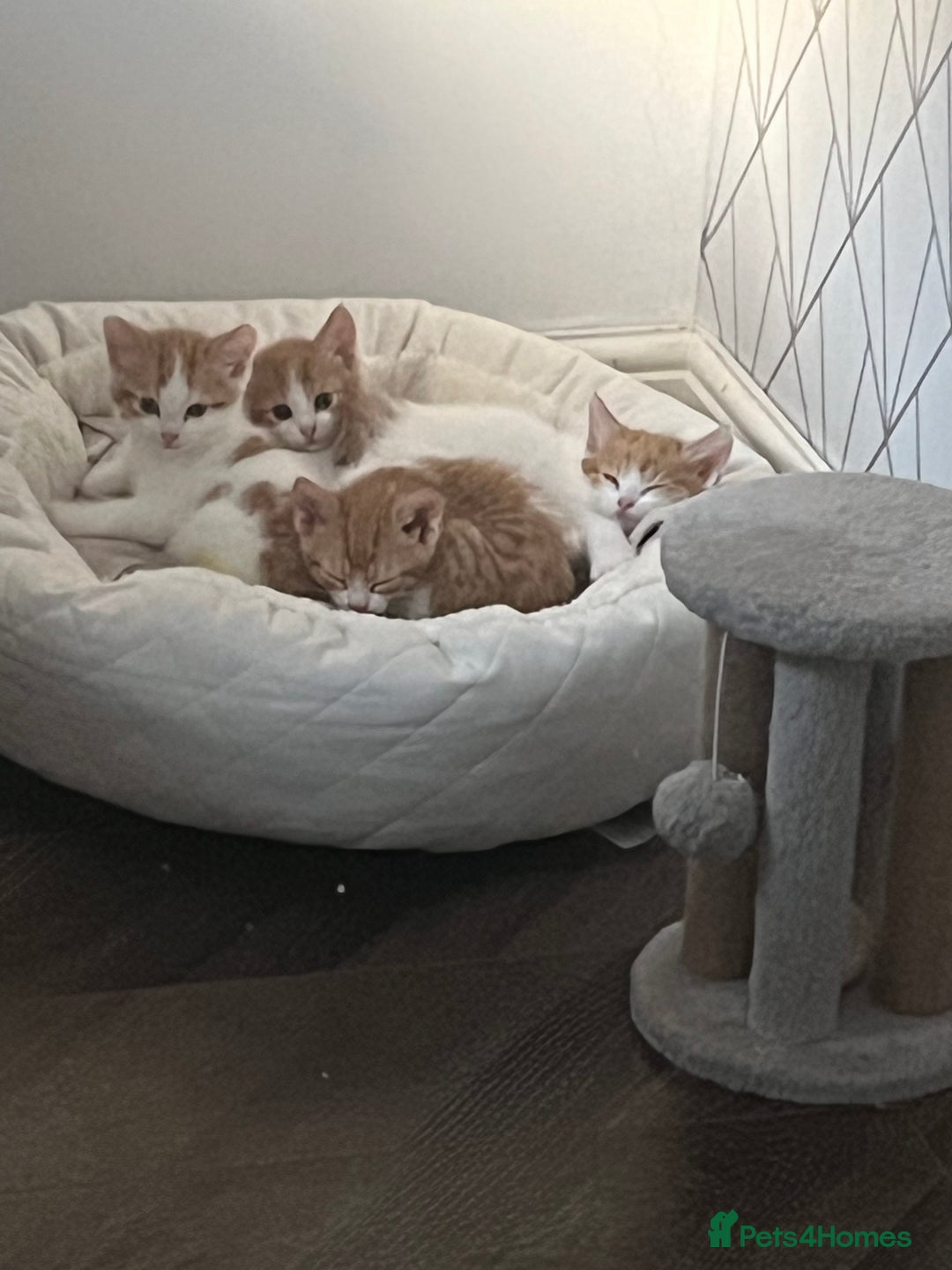 British Shorthair cats for sale: Gorgeous litter of kittens  - Image 8
