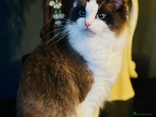 Ragdoll cats for sale: Ragdoll female - Advert 1