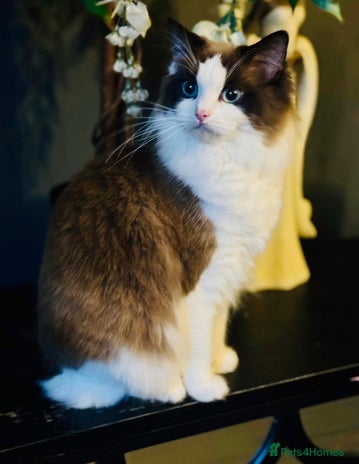 Ragdoll cats - Advert 2