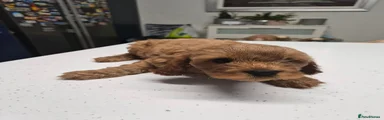 Charlie