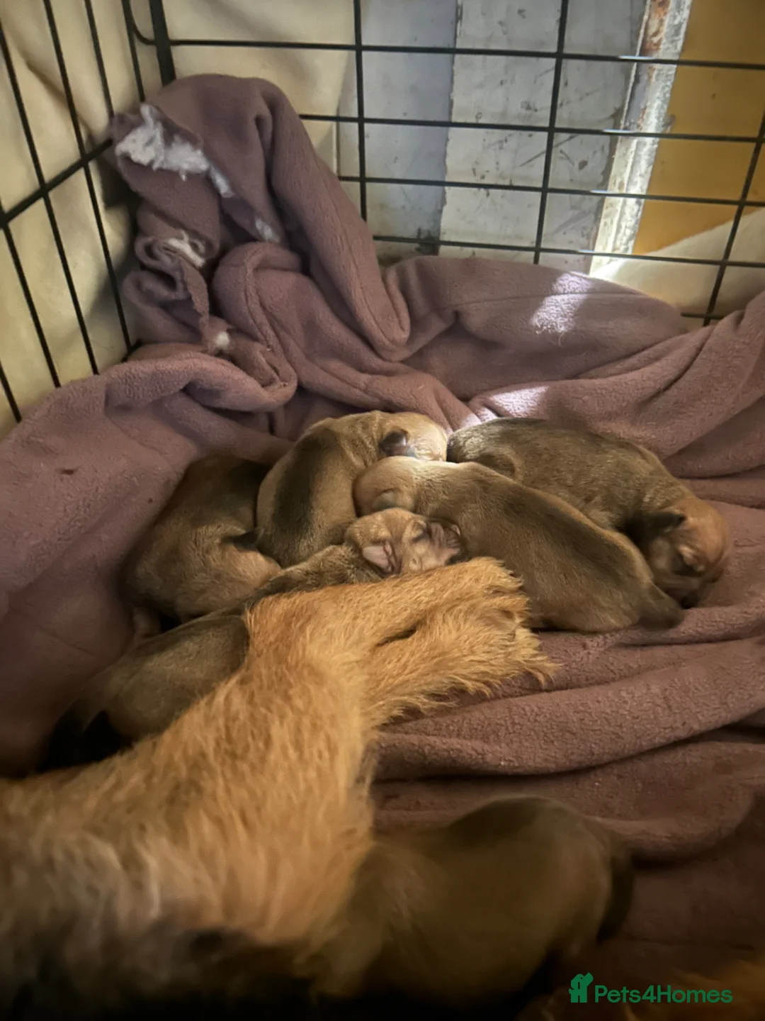 Jack Russell dogs for sale: Jack Russle in Leatherhead - Advert 2