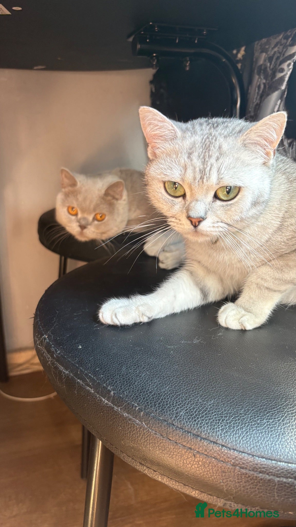 British Shorthair cats Two beautiful British shorthairs - Advert 2