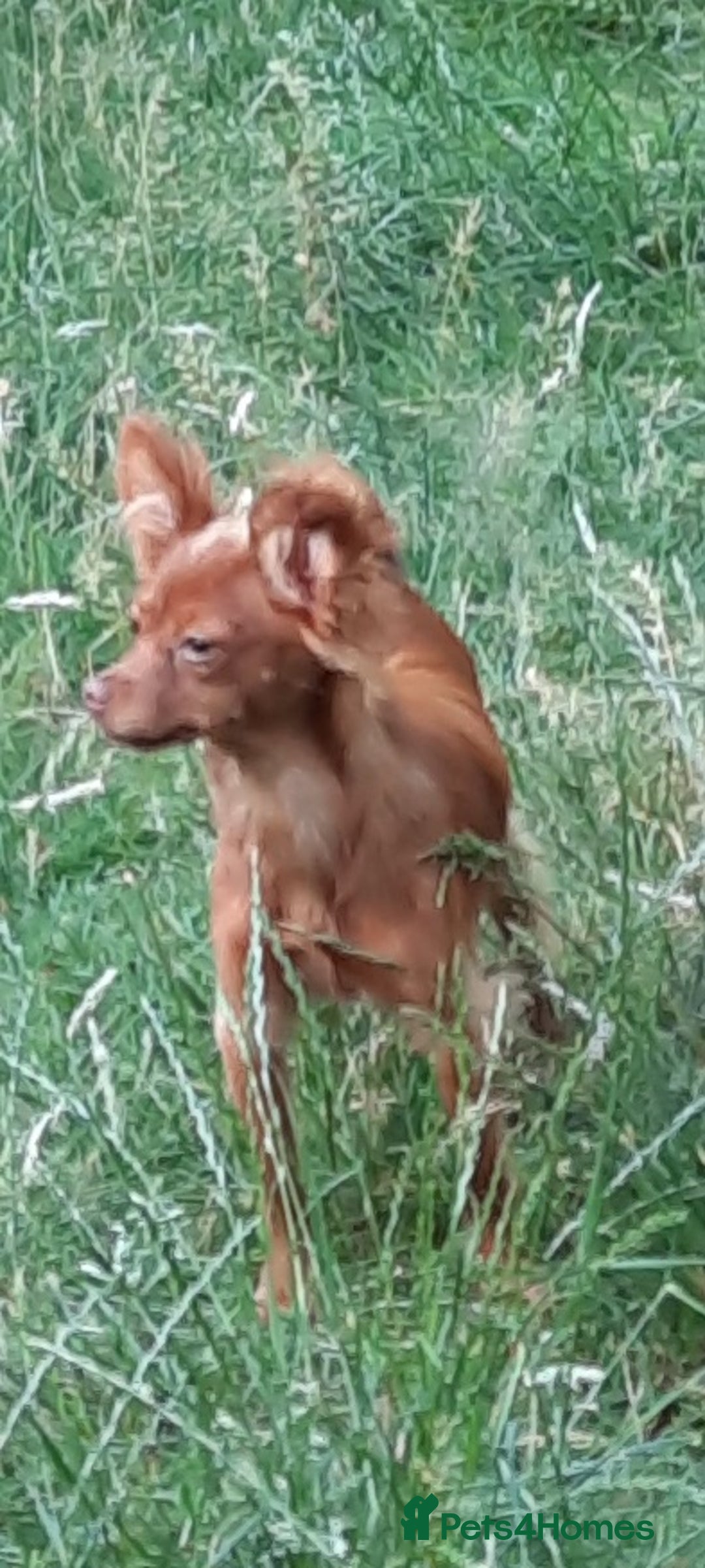 Russian Toy Terrier dogs for sale: Russain toys. - Image 4