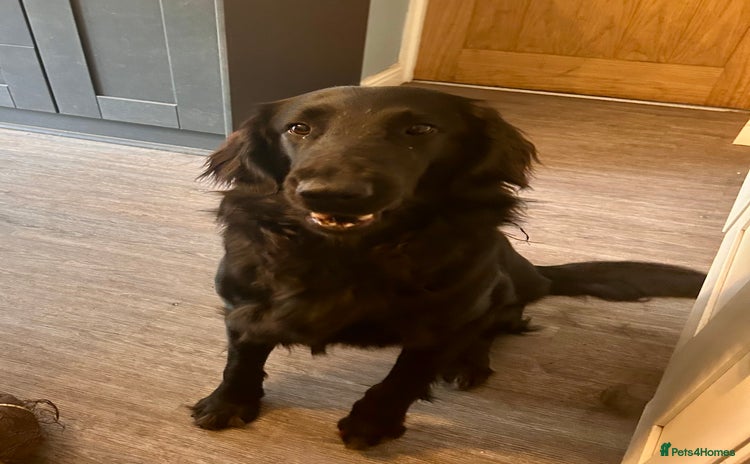 Flat coated Retriever dogs - Advert 1