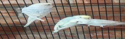 Budgerigars birds for sale: Baby budgies - Advert 5