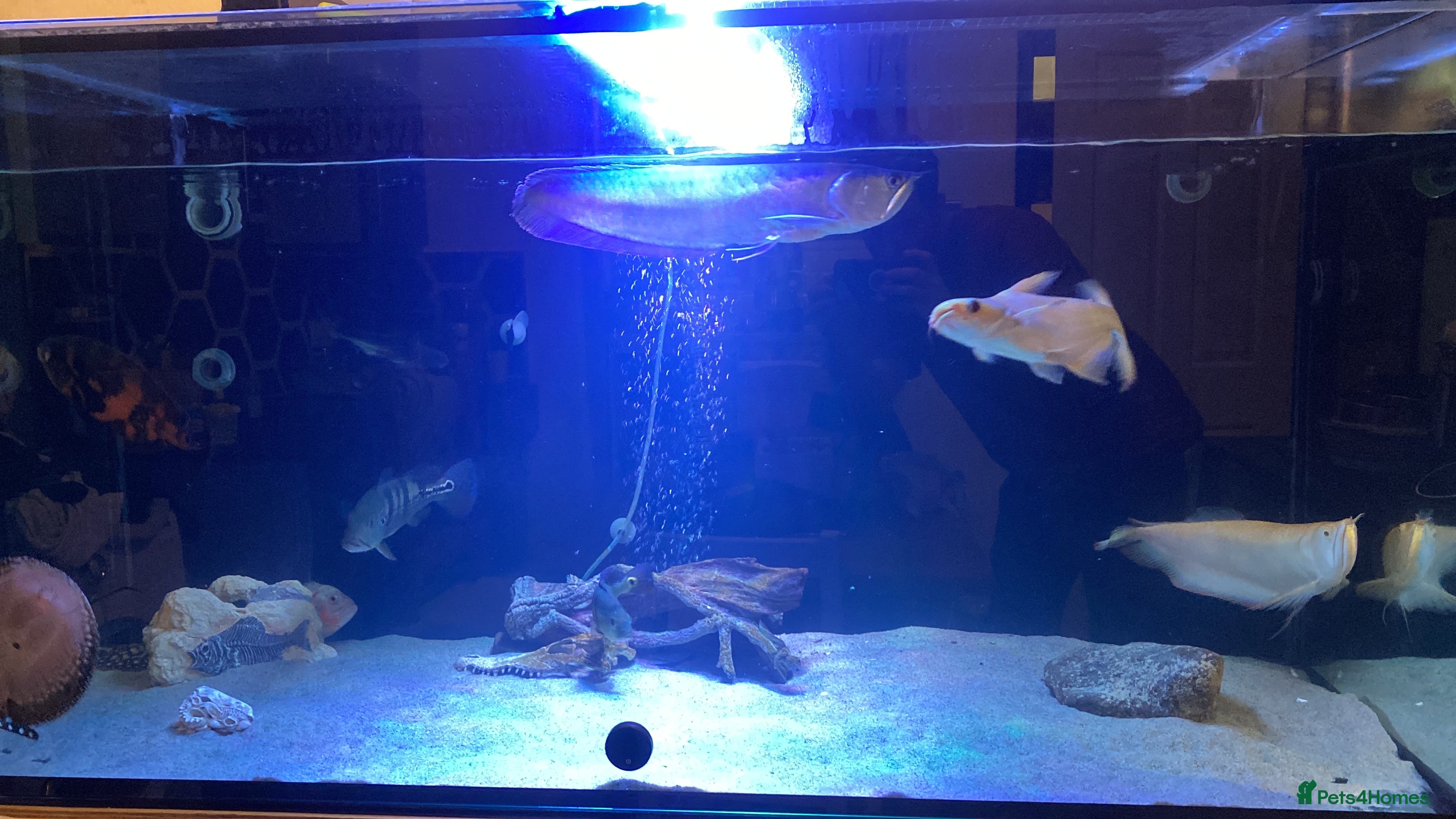 Other/Mixed Breed fish 12” Albino iridescent shark - Advert 2