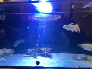 Other/Mixed Breed fish 12” Albino iridescent shark - Advert 13