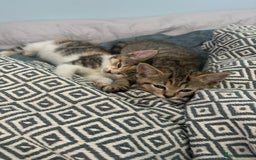 British Shorthair cats for sale: British shorthair kittens  - Image 4