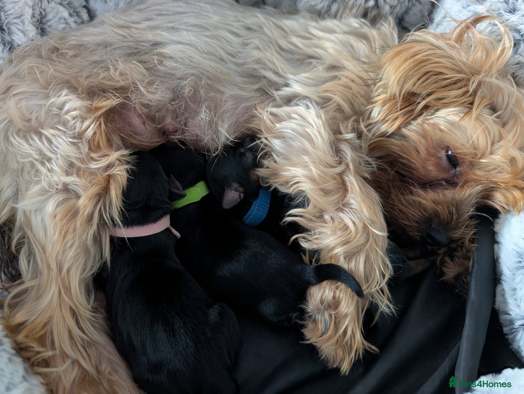 Yorkshire Terrier dogs for sale: Beautiful Yorkshire terrier puppies  - Image 7