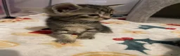 Domestic Shorthair cats for sale: 3 boy kittens for sale in Sherborne - Advert 7