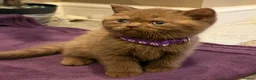 British Shorthair cats for sale: Chunky British shorthair kitten  - Advert 4