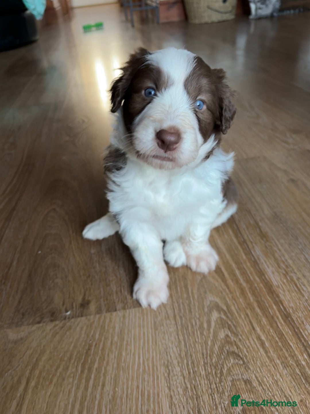 Bearded Collie dogs for sale: Bearded cross x border collie puppies  - Advert 5