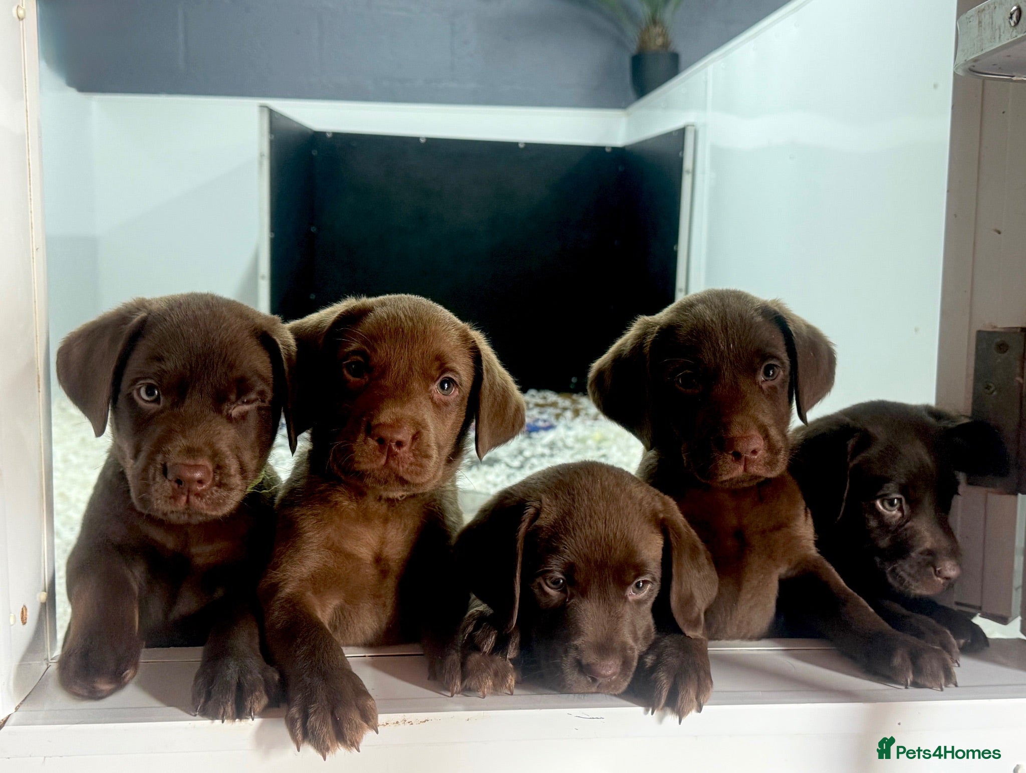 Labrador Retriever dogs Outstanding choc Labs COI 1% full Health status  - Advert 2