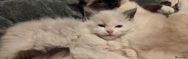 Ragdoll 5