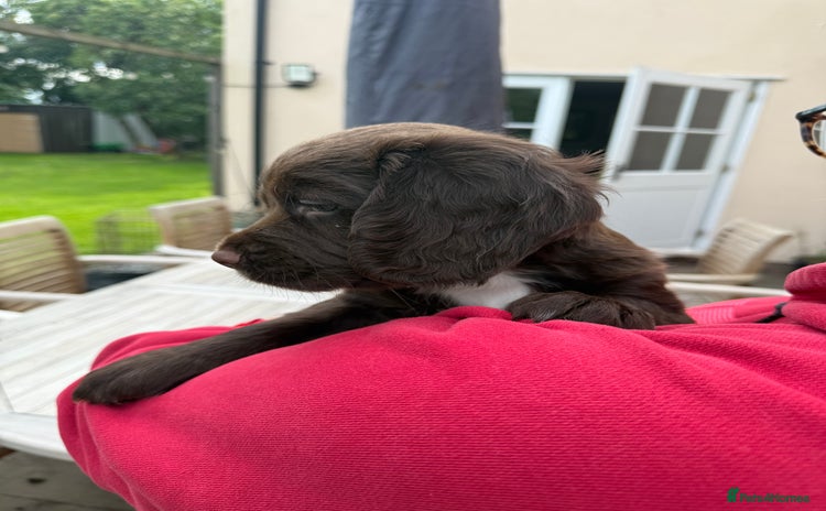 Sprocker dogs - Advert 1