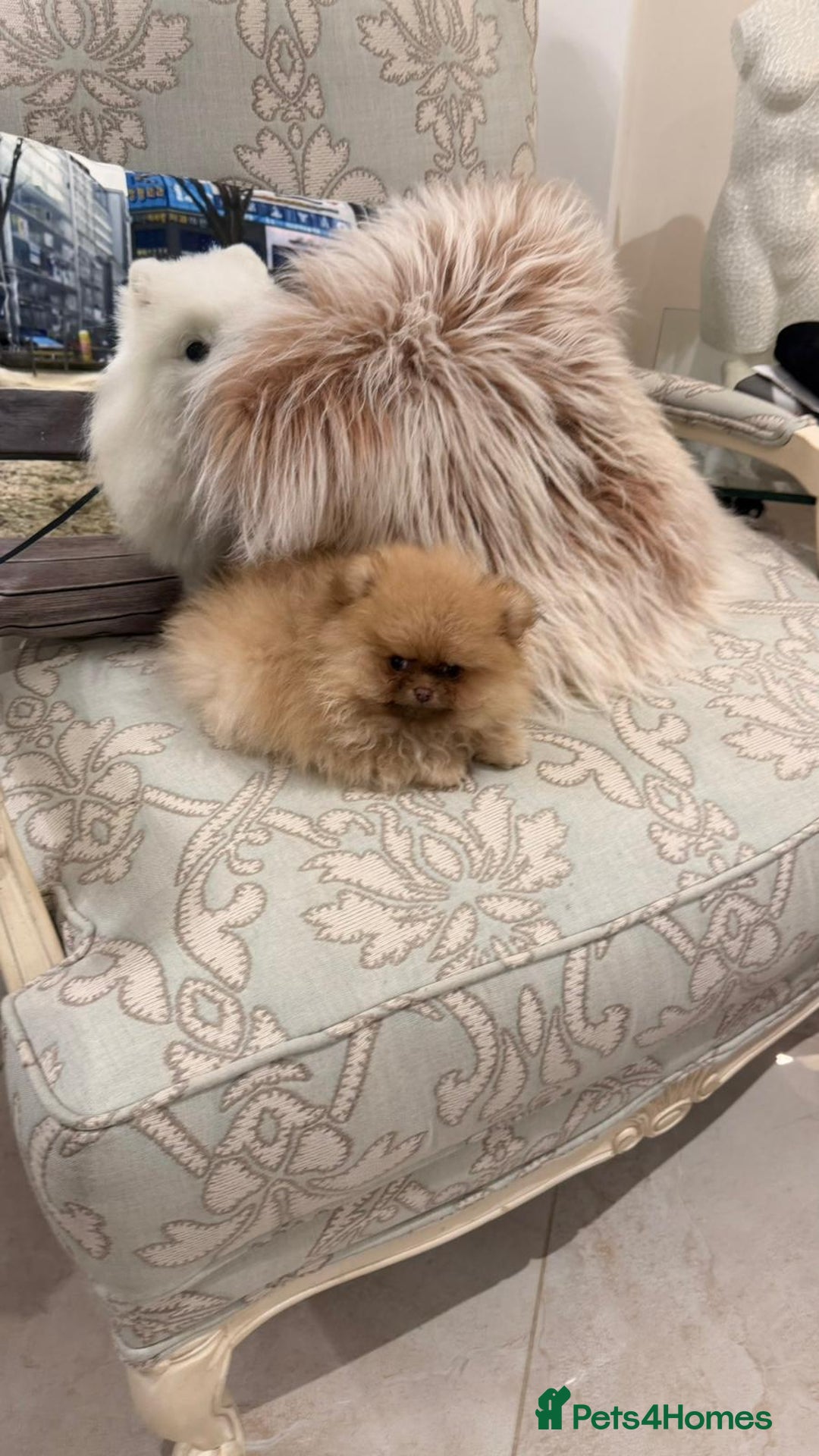 Pomeranian dogs for sale: Stunning littler of KC Pom puppies - Advert 7