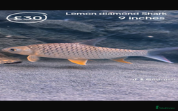 Catfish fish for sale: Fish for sale  - Image 11