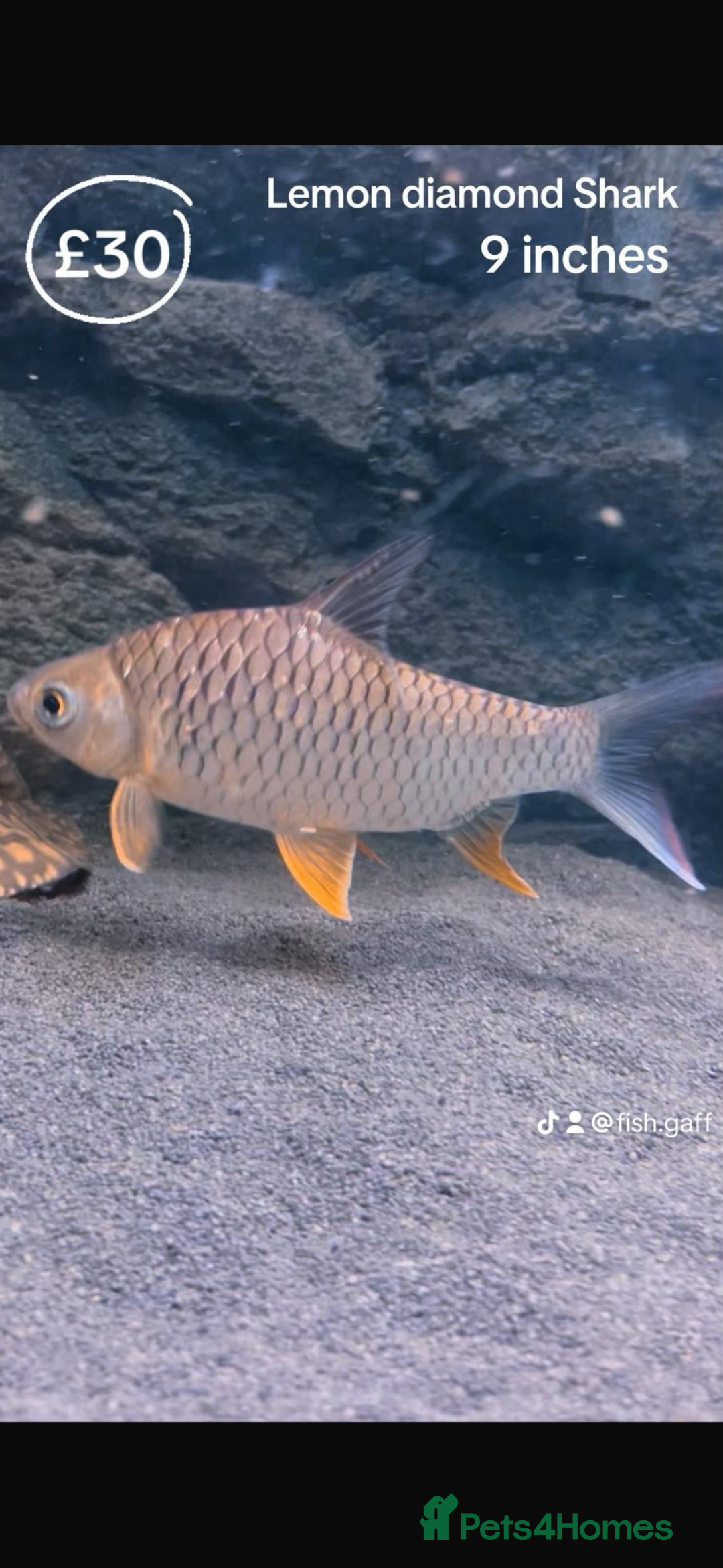 Catfish fish for sale: Fish for sale  - Image 11