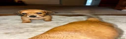 Dachshund dogs for sale: 3 beautiful red dachshund boys - Advert 6