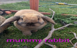 Mini Lop rabbits for sale: 4 mini lop baby rabbits!  - Image 2