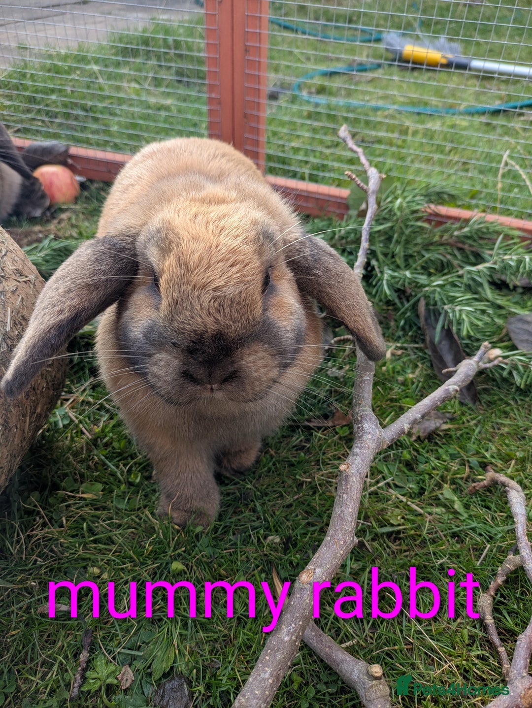 Mini Lop rabbits for sale: 4 mini lop baby rabbits!  - Image 2