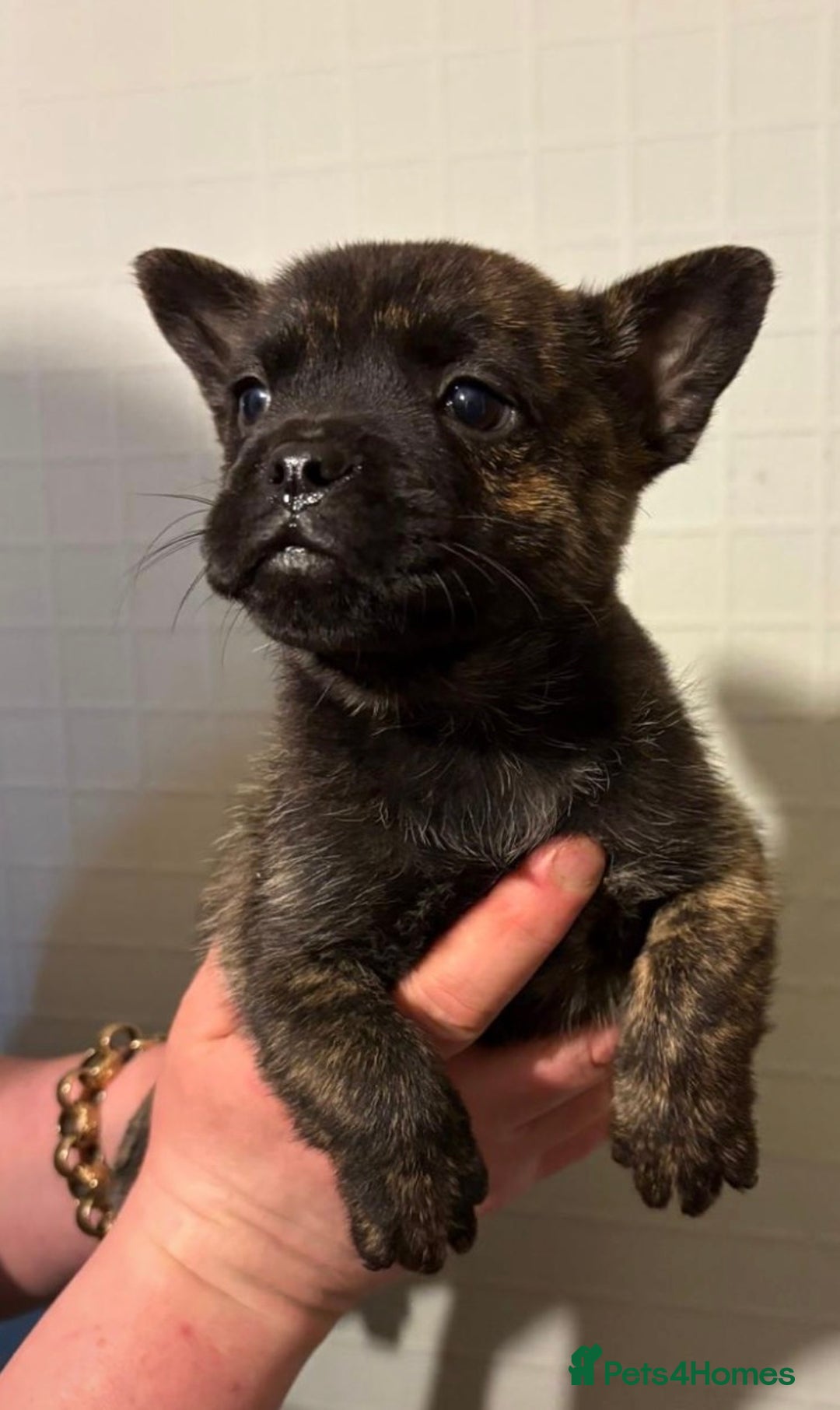 Mixed Breed dogs for sale: Adorable Frow Frow puppies ready now  - Advert 7