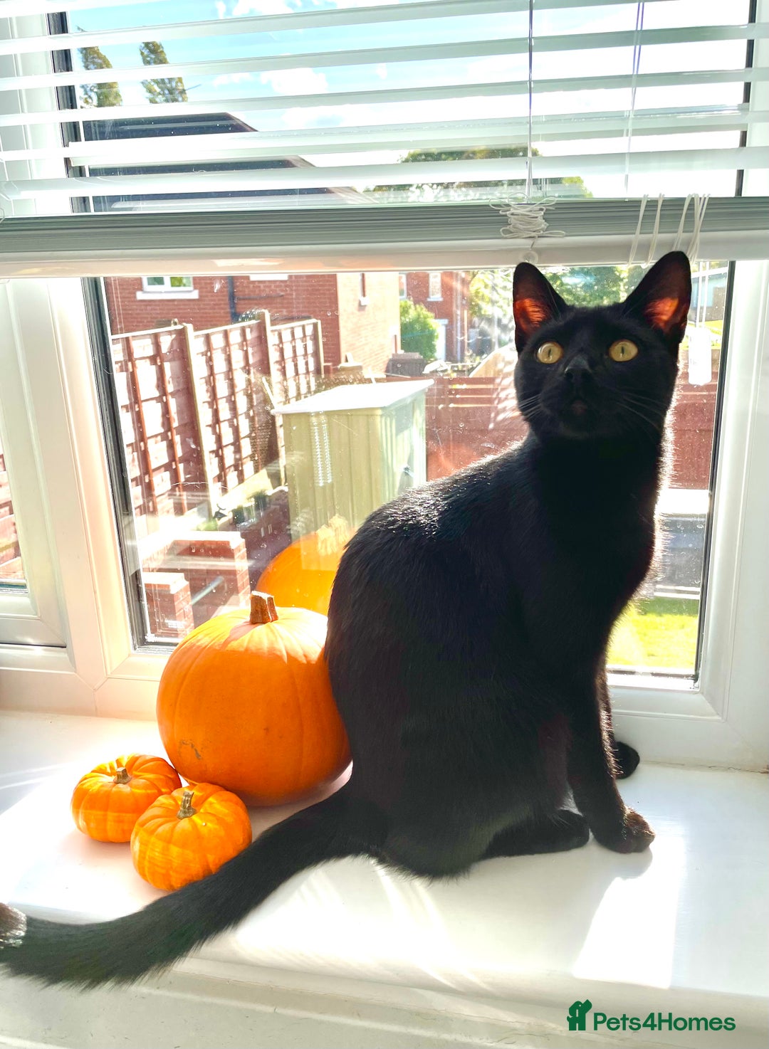 Mixed Breed cats for sale: Free - Handsome fella Ali looking for a new home - Image 1