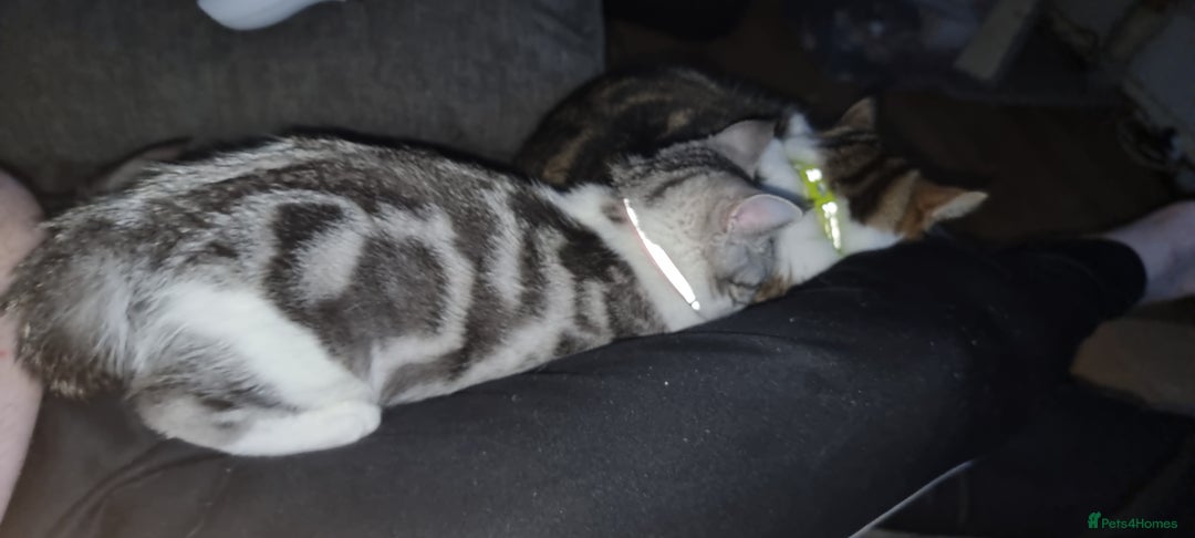 Mixed Breed cats for sale: A loveable Persian kitten - Advert 34