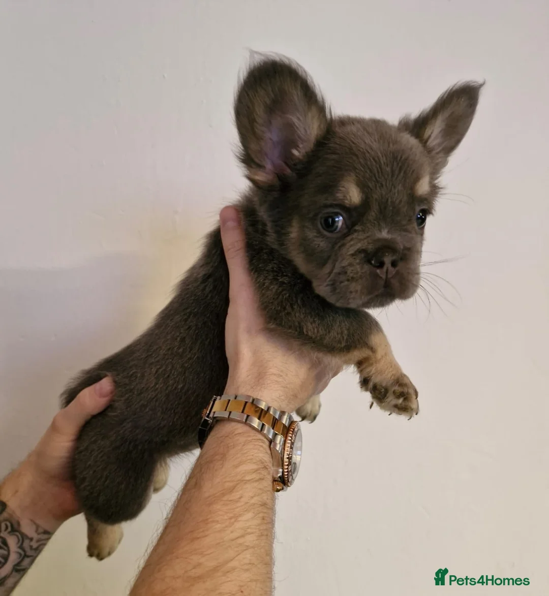 French Bulldog dogs for sale:  Lilac & Tan Fluffy French Bulldog for Sale. - Advert 10