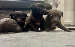 Italian Greyhound dogs for sale: Itlaian greyhound puppy's for sale - Image 2